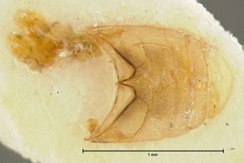 Media type: image; Entomology 24468   Aspect: abdomen ventral view